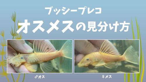 プッシープレコの雄雌の見分け方｜ヒゲで簡単判別！繁殖・飼育ポイント 