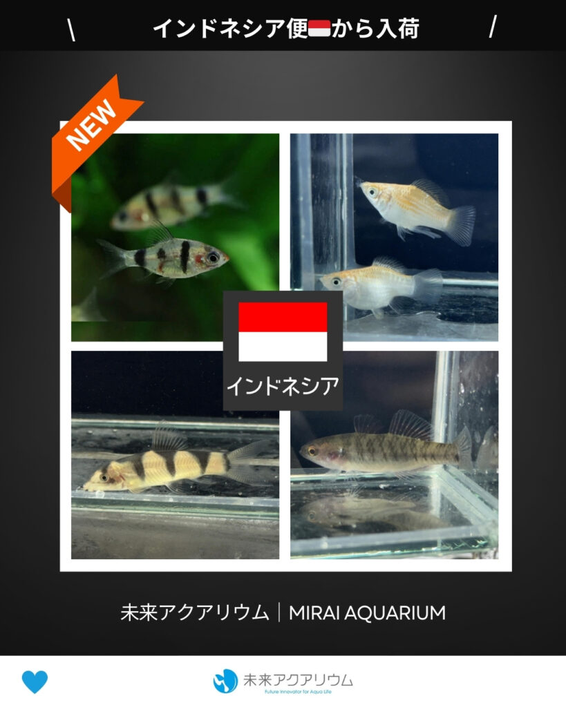 未来アクアリウム｜インドネシア便新入荷