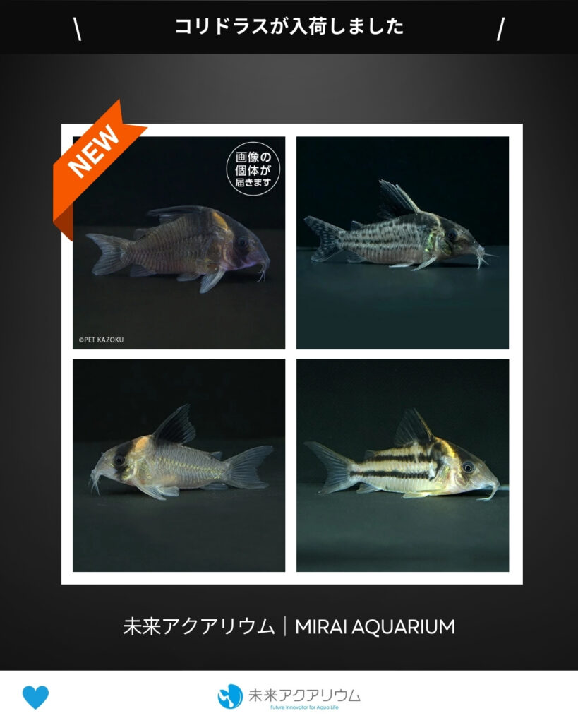 未来アクアリウム｜コリドラス新入荷