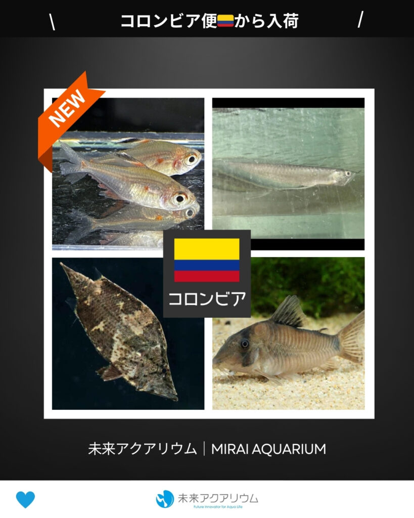 未来アクアリウム｜コロンビア便新入荷