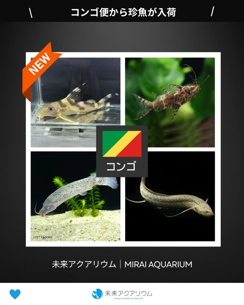 未来アクアリウム｜コンゴ便珍魚新入荷