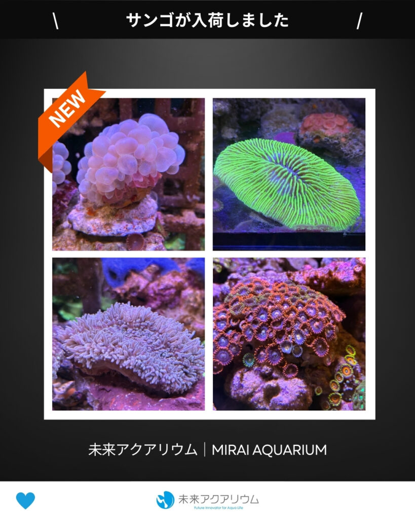 未来アクアリウム｜サンゴ新入荷