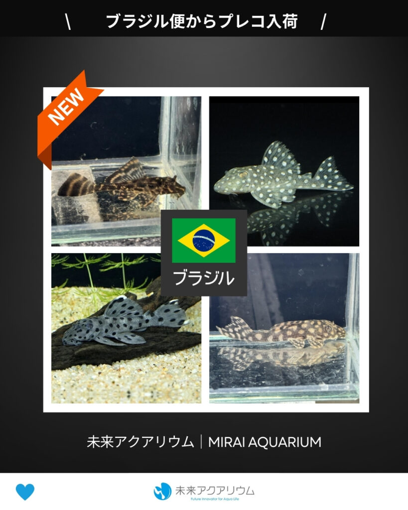 未来アクアリウム｜ブラジル便からプレコ入荷