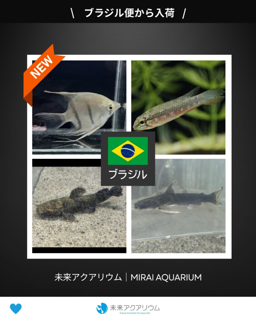 未来アクアリウム｜ブラジル便から熱帯魚新入荷