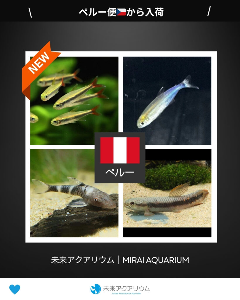 未来アクアリウム｜ペルー便新入荷