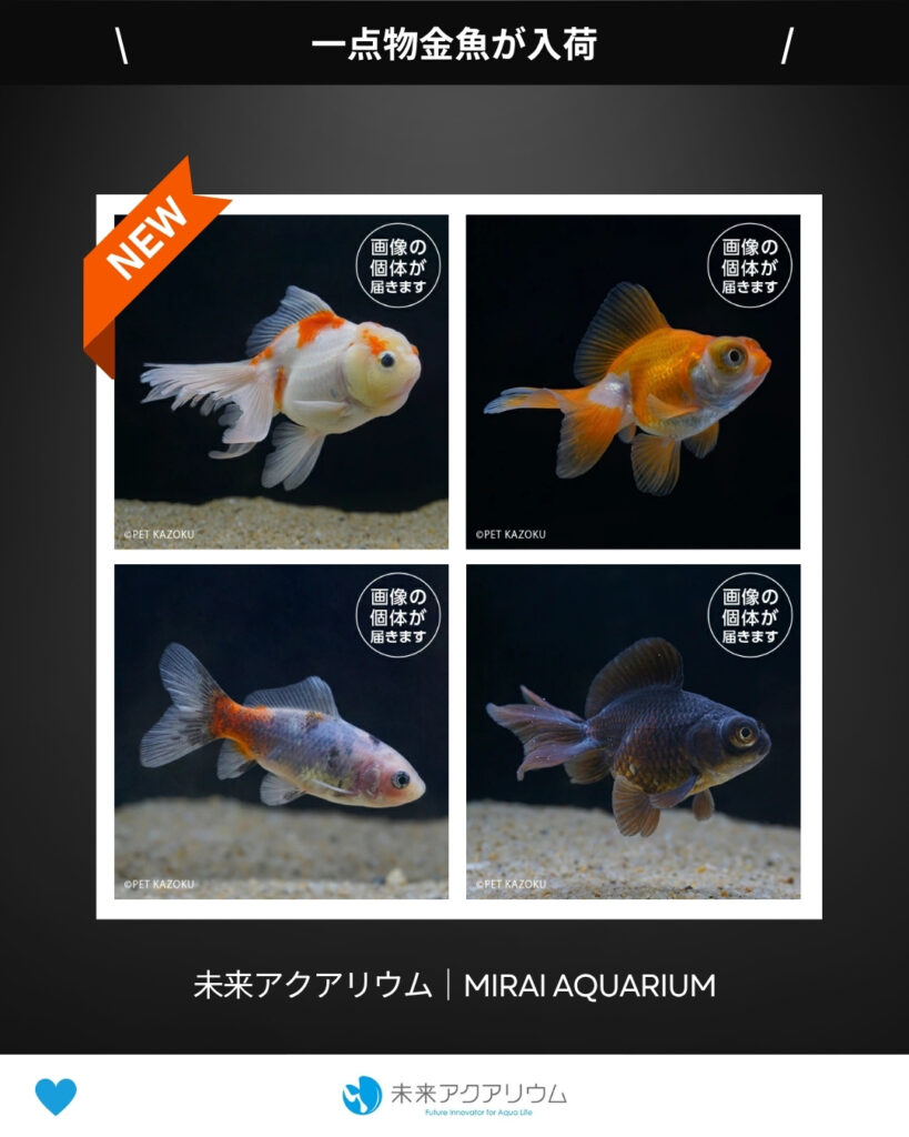 未来アクアリウム｜一点物金魚が入荷