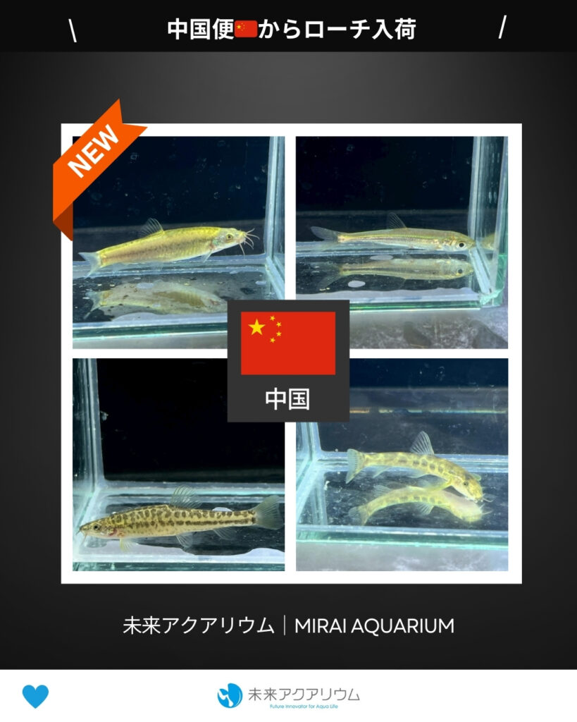 未来アクアリウム｜中国便からローチが新入荷