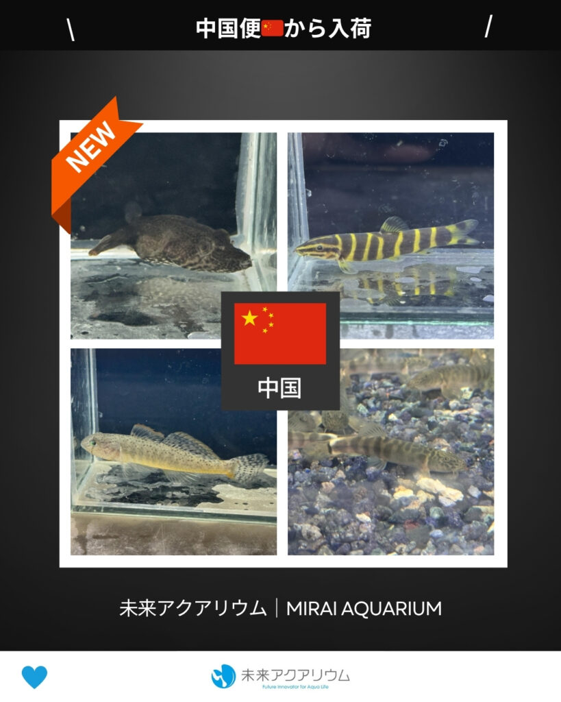未来アクアリウム｜中国便から新入荷