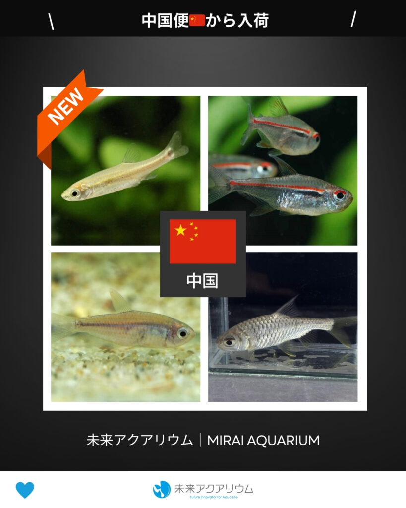 未来アクアリウム｜中国便から新入荷
