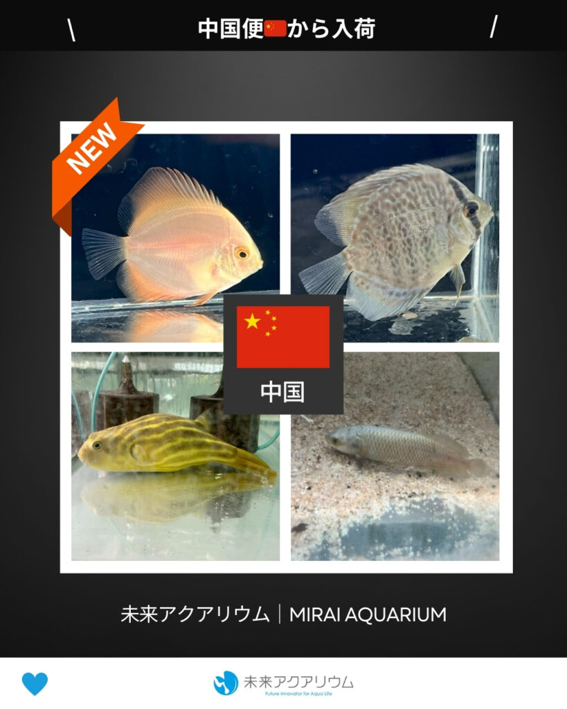 未来アクアリウム｜中国便新入荷