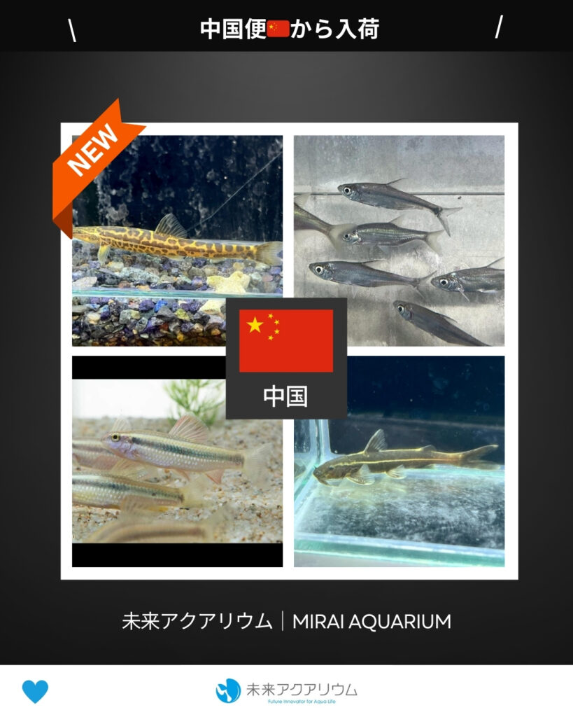 未来アクアリウム｜中国便新入荷