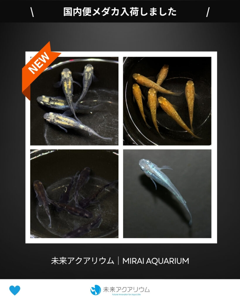 未来アクアリウム｜国内便メダカ入荷