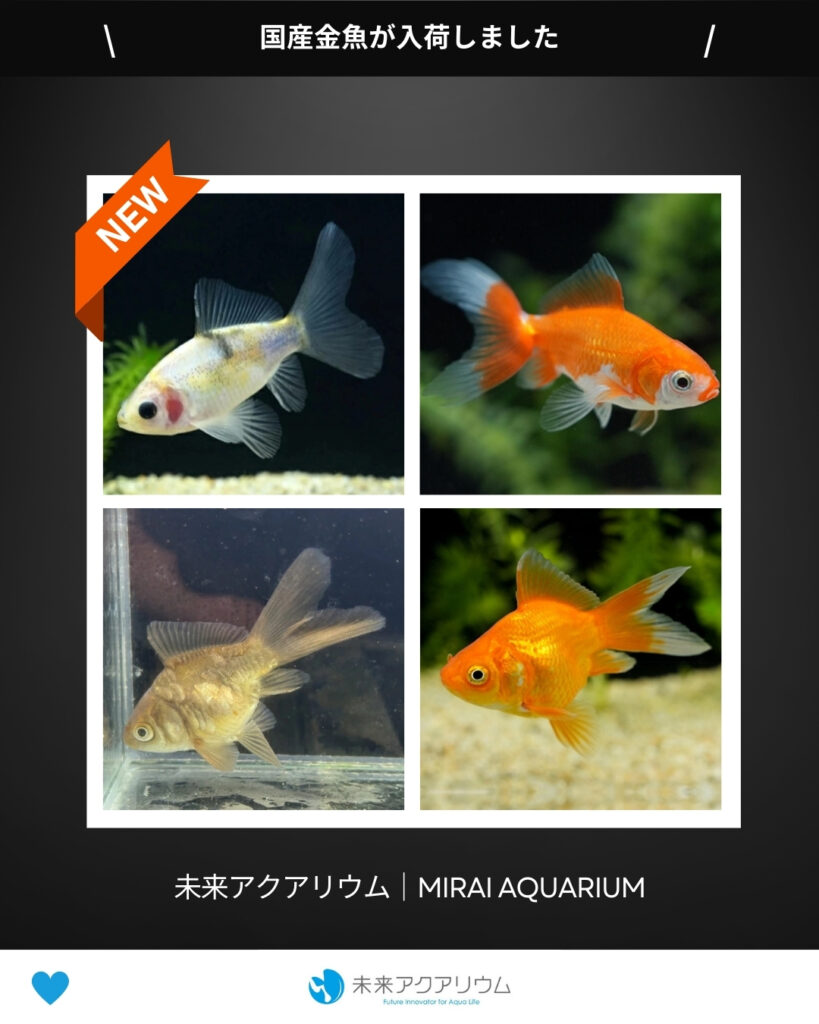未来アクアリウム｜国産金魚新入荷