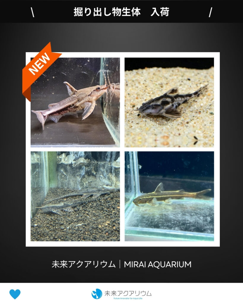 未来アクアリウム｜掘り出し物生体新入荷