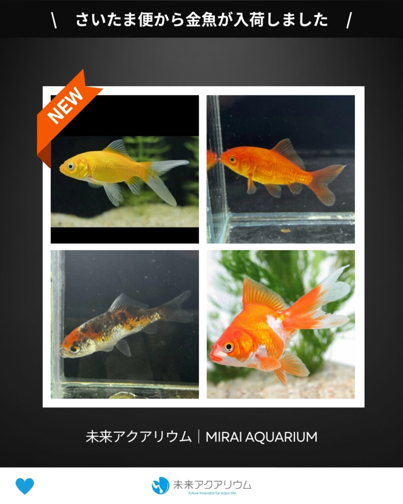 未来アクアリウム｜さいたま便から金魚入荷