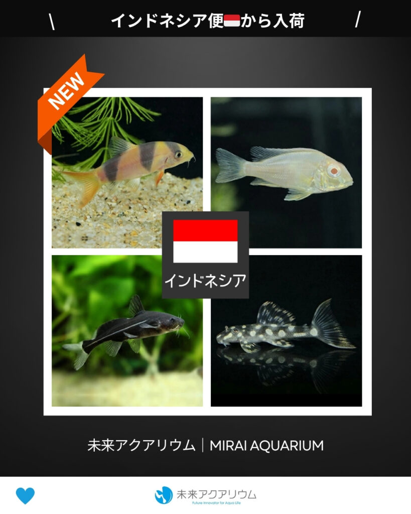 未来アクアリウム｜インドネシア便新入荷