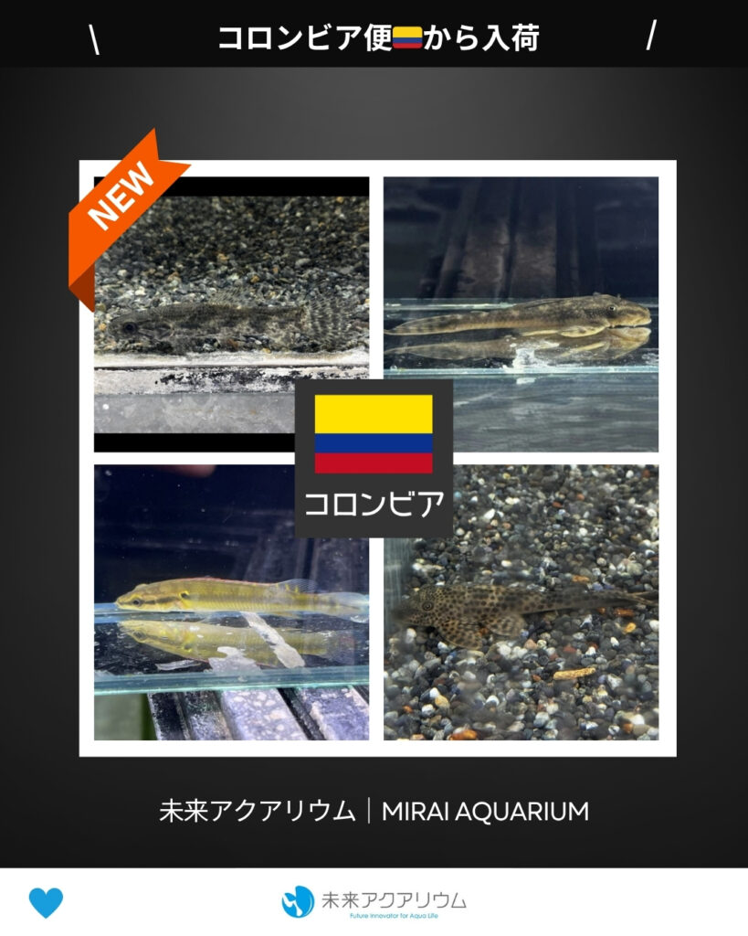 未来アクアリウム｜コロンビア便新入荷