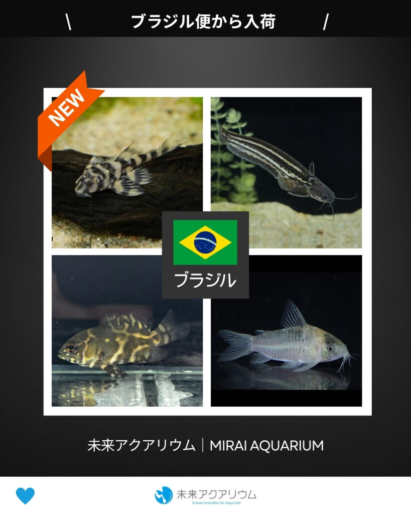 未来アクアリウム｜ブラジル便から入荷