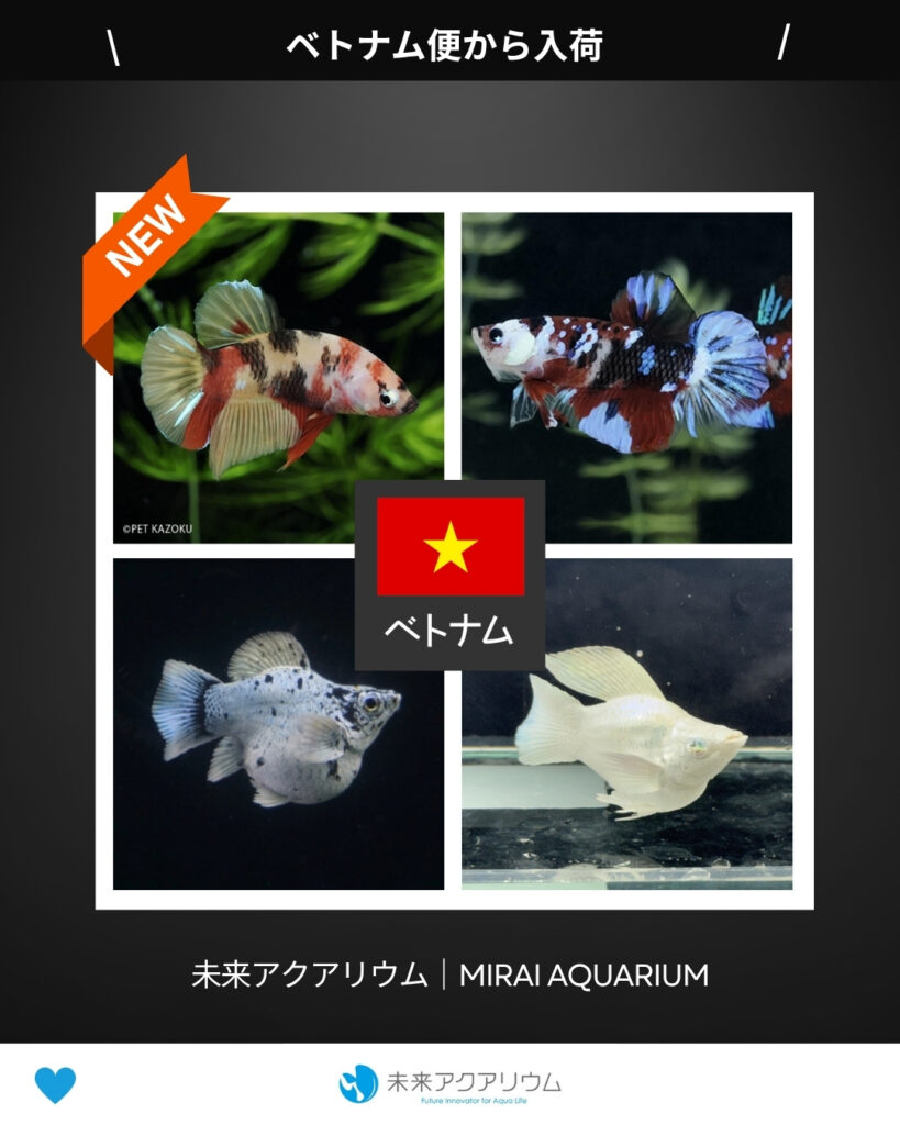 未来アクアリウム｜ベトナム便新入荷