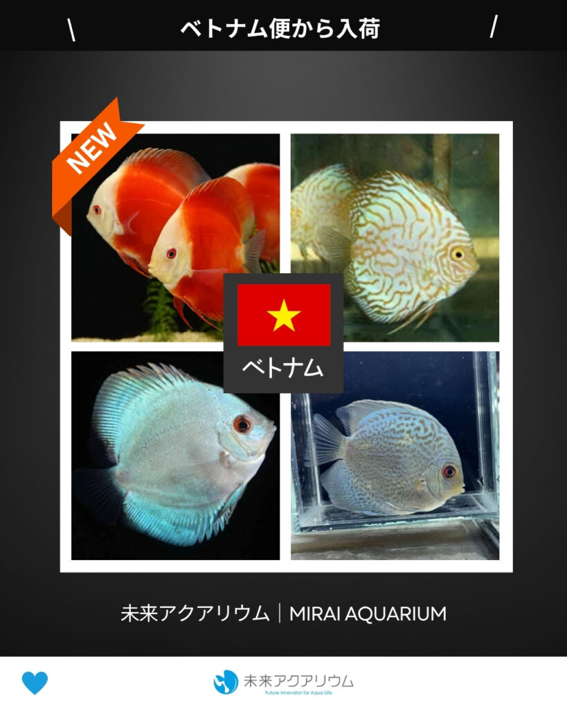 未来アクアリウム｜ベトナム便新入荷
