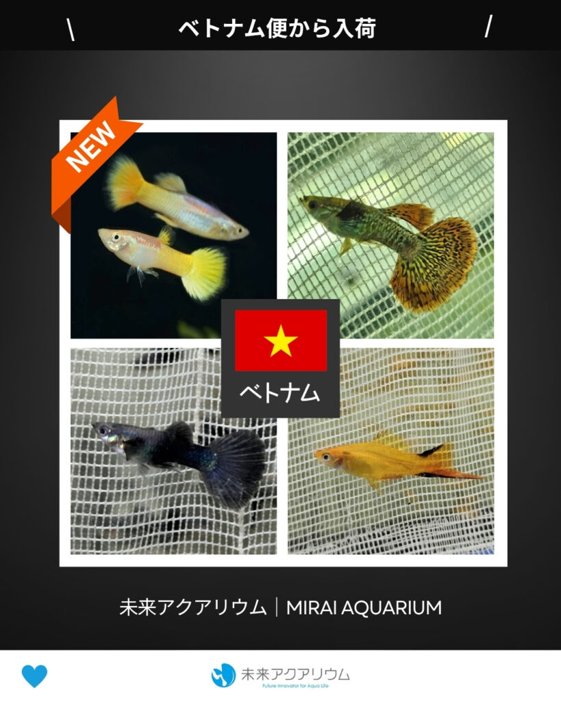未来アクアリウム｜ベトナム便新入荷