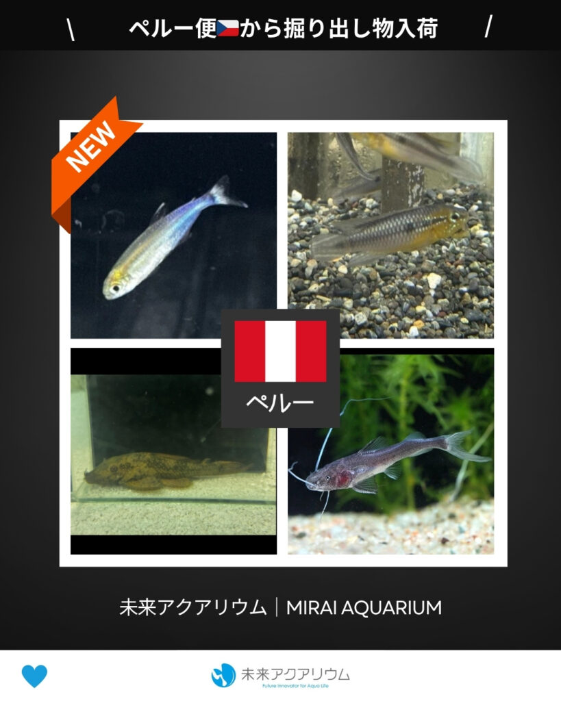 未来アクアリウム｜ペルー便掘り出し物新入荷
