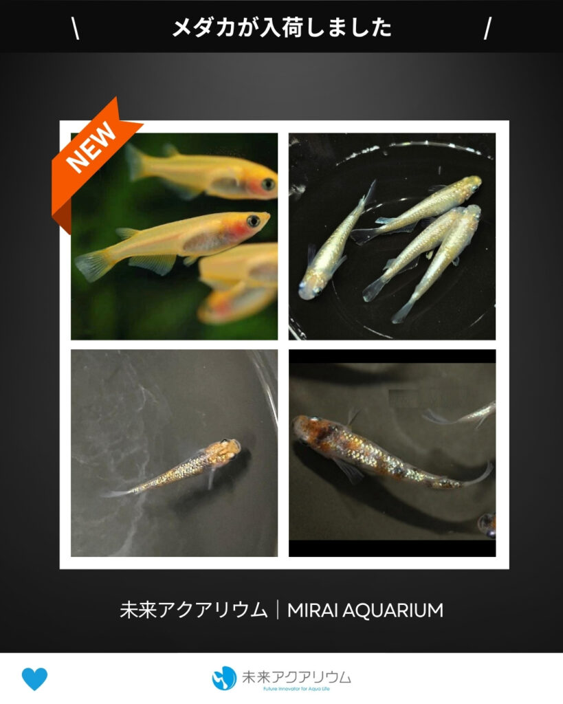 未来アクアリウム｜メダカ入荷