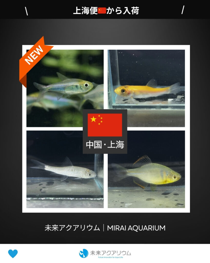 未来アクアリウム｜中国上海便から新入荷