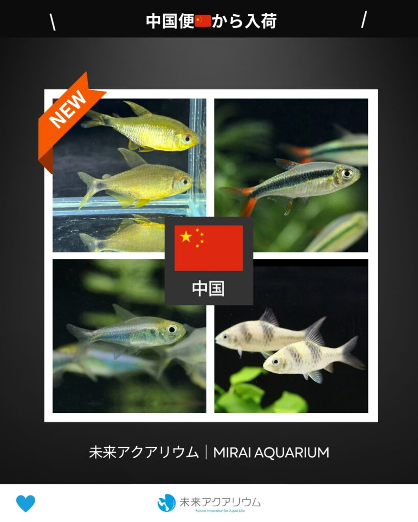 未来アクアリウム｜中国便から新入荷