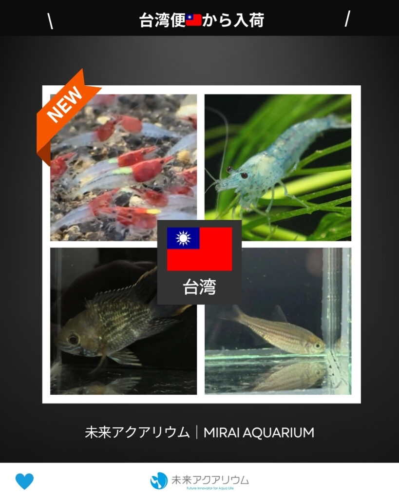 未来アクアリウム｜台湾便新入荷