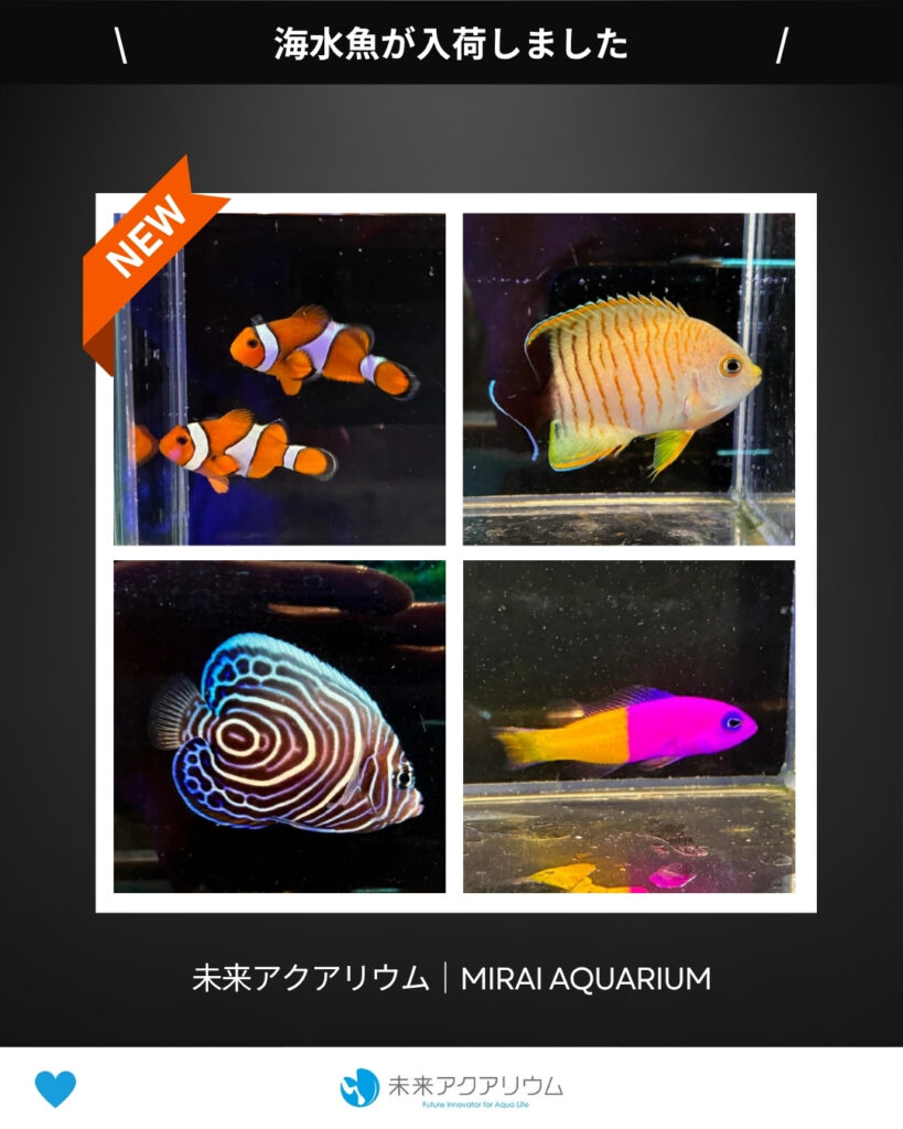 未来アクアリウム｜海水魚入荷
