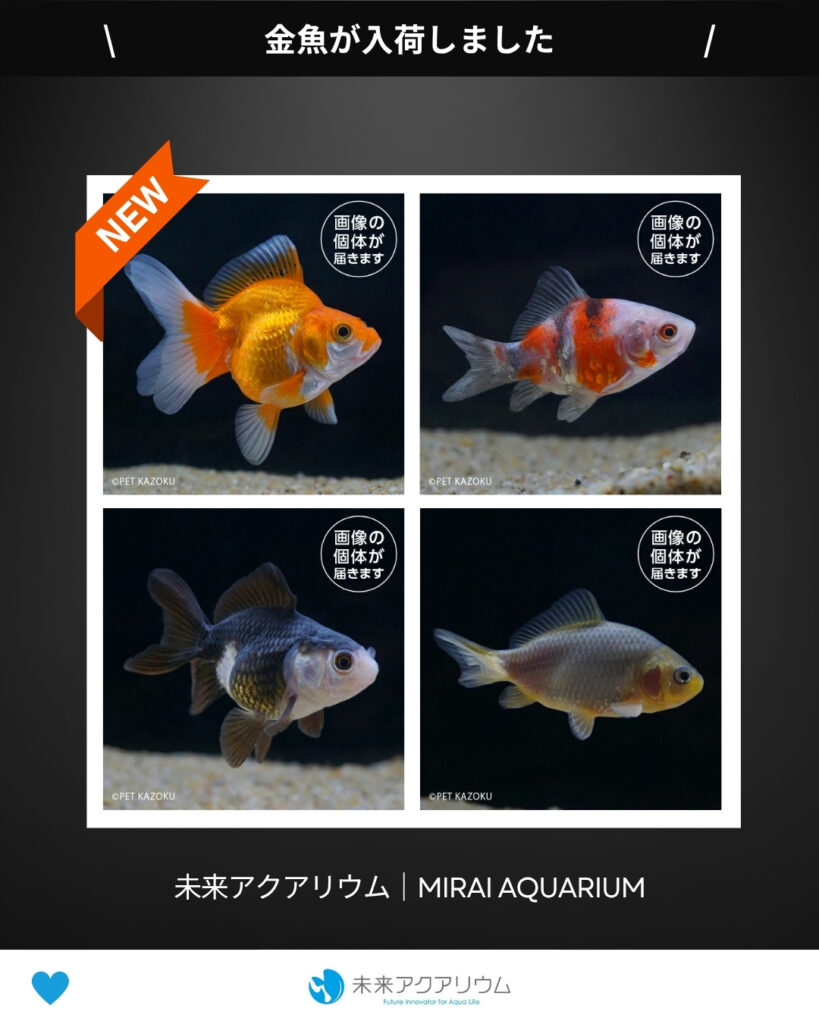 未来アクアリウム｜金魚入荷