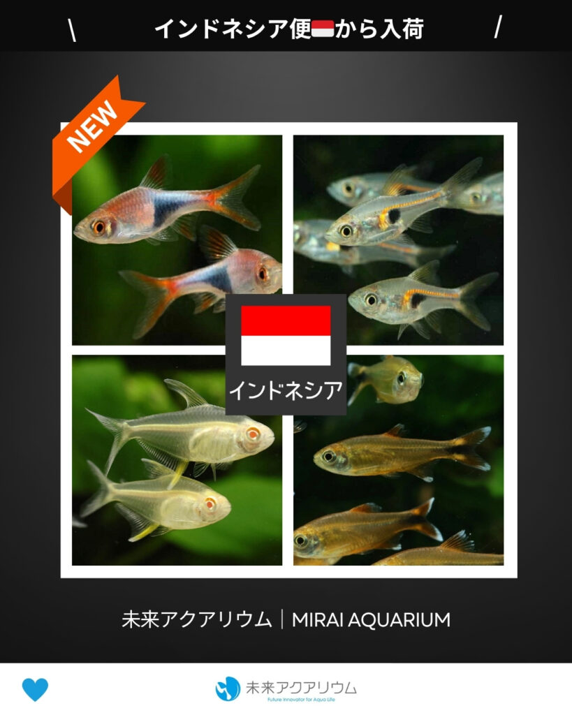 未来アクアリウム｜インドネシア便新入荷