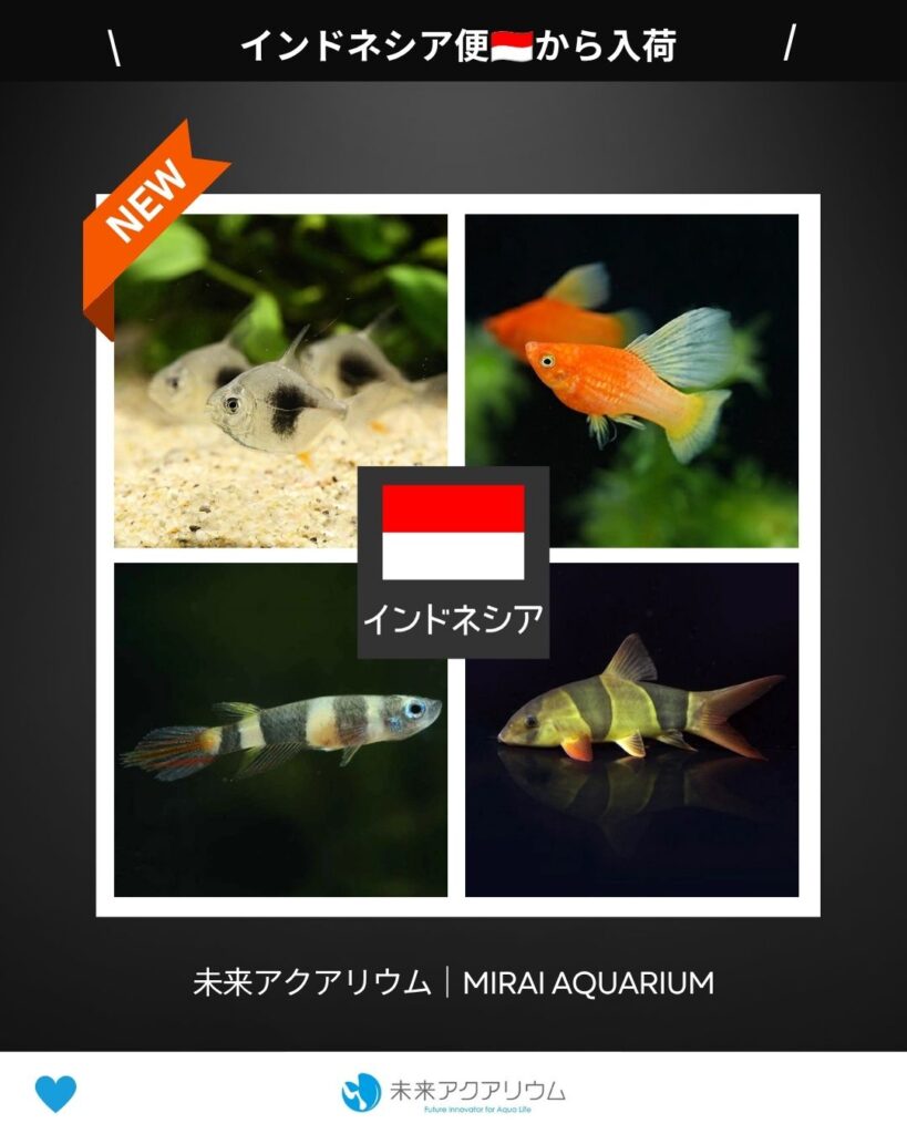 未来アクアリウム｜インドネシア便新入荷