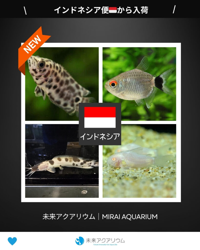 未来アクアリウム｜インドネシア便新入荷