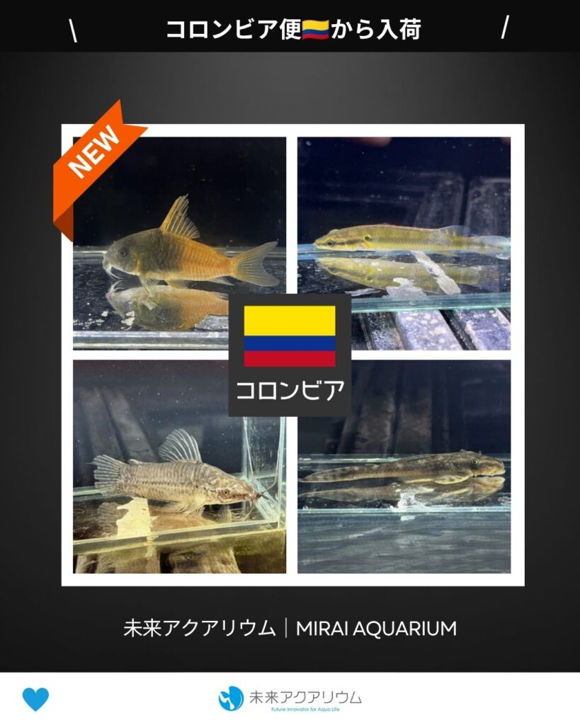 未来アクアリウム｜コロンビア便新入荷