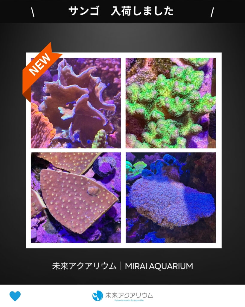 未来アクアリウム｜サンゴ入荷
