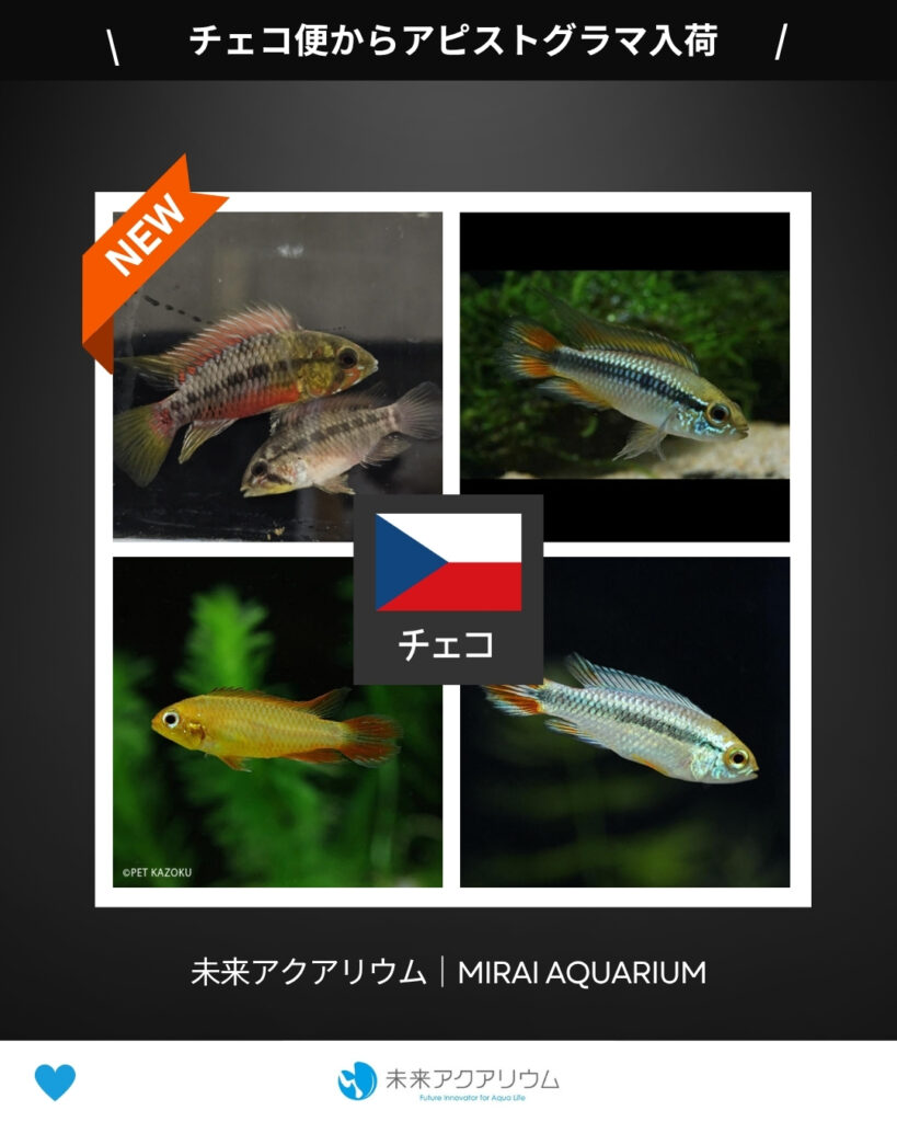 未来アクアリウム｜チェコ便からアピストグラマ入荷