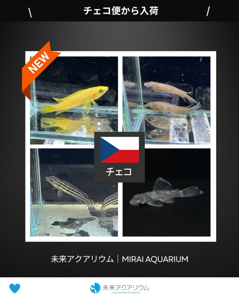 未来アクアリウム｜チェコ便から入荷