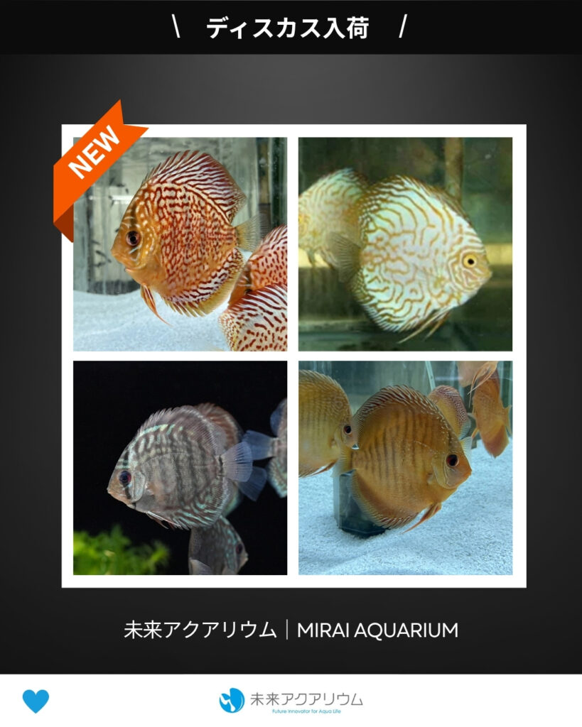 未来アクアリウム｜ディスカス入荷