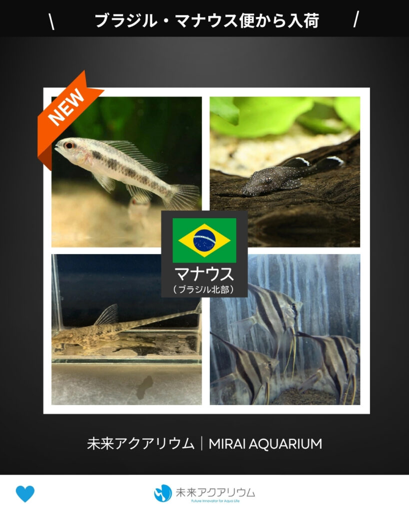 未来アクアリウム｜ブラジル・マナウス便新入荷