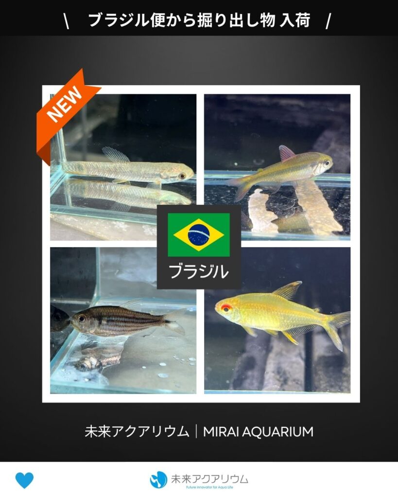 未来アクアリウム｜ブラジル便から掘り出し物入荷
