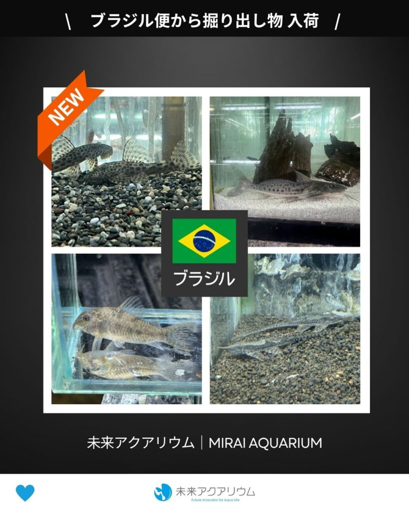 未来アクアリウム｜ブラジル便｜掘り出し物入荷