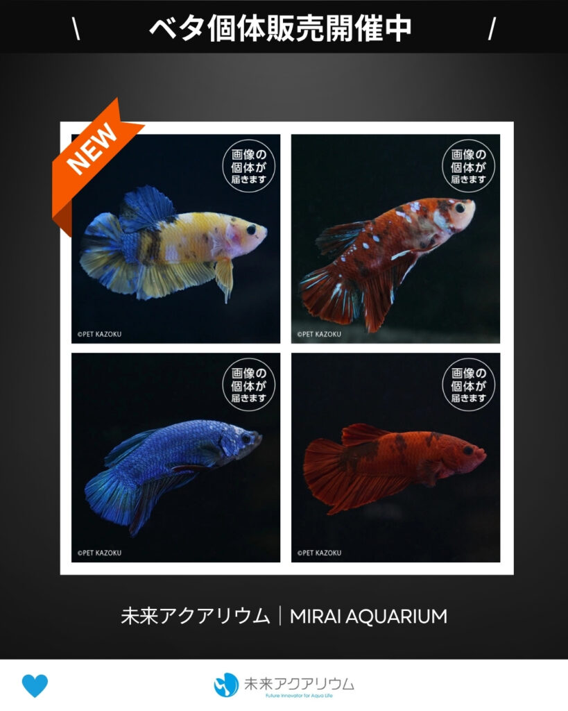 未来アクアリウム｜ベタ個体販売開催中