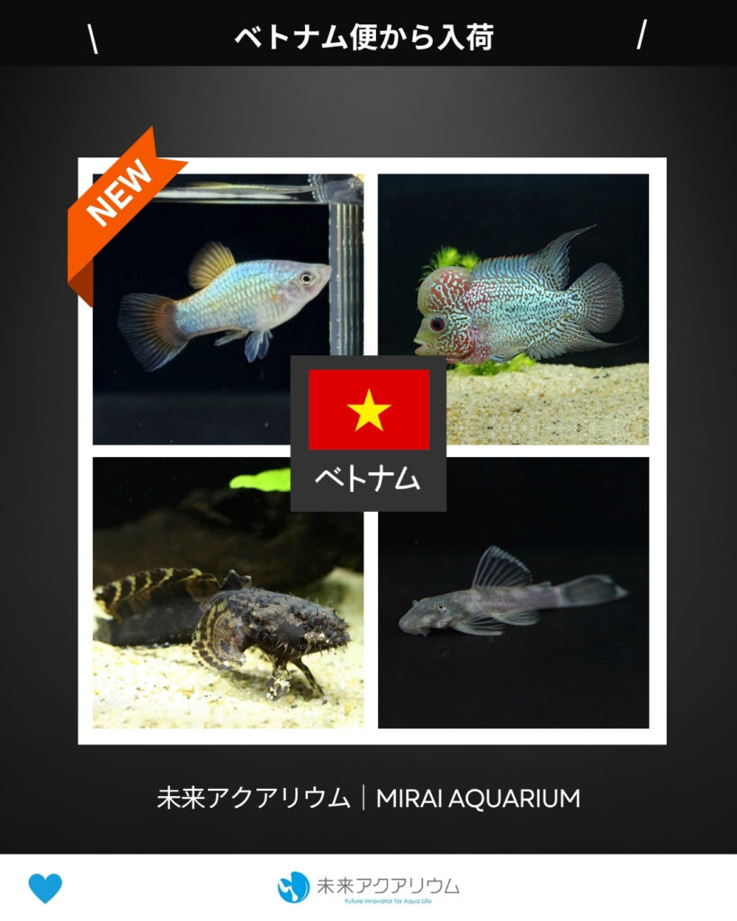 未来アクアリウム｜ベトナム便新入荷