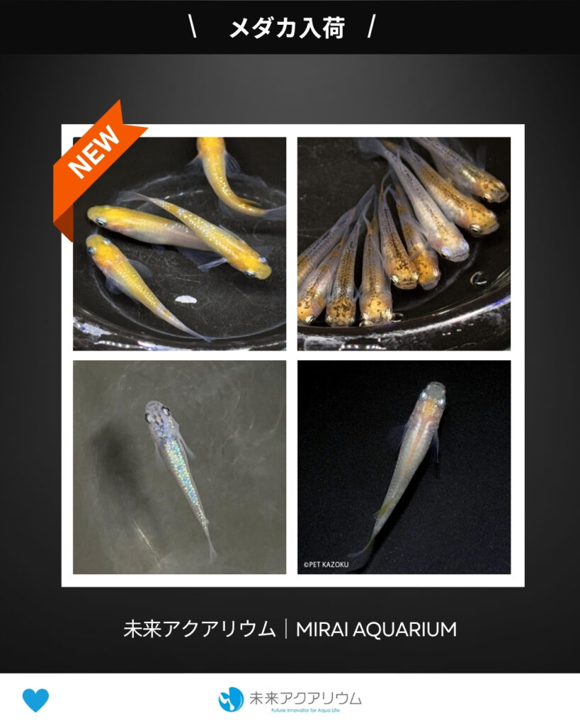 未来アクアリウム｜メダカ入荷