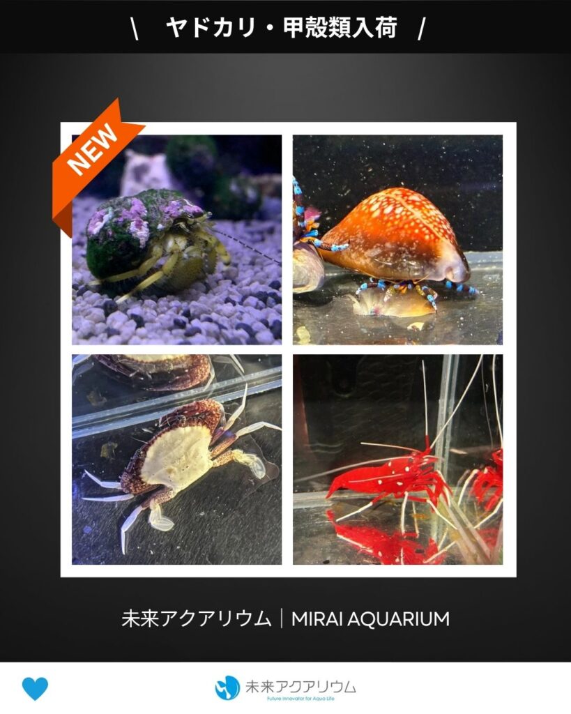 未来アクアリウム｜ヤドカリ・甲殻類入荷