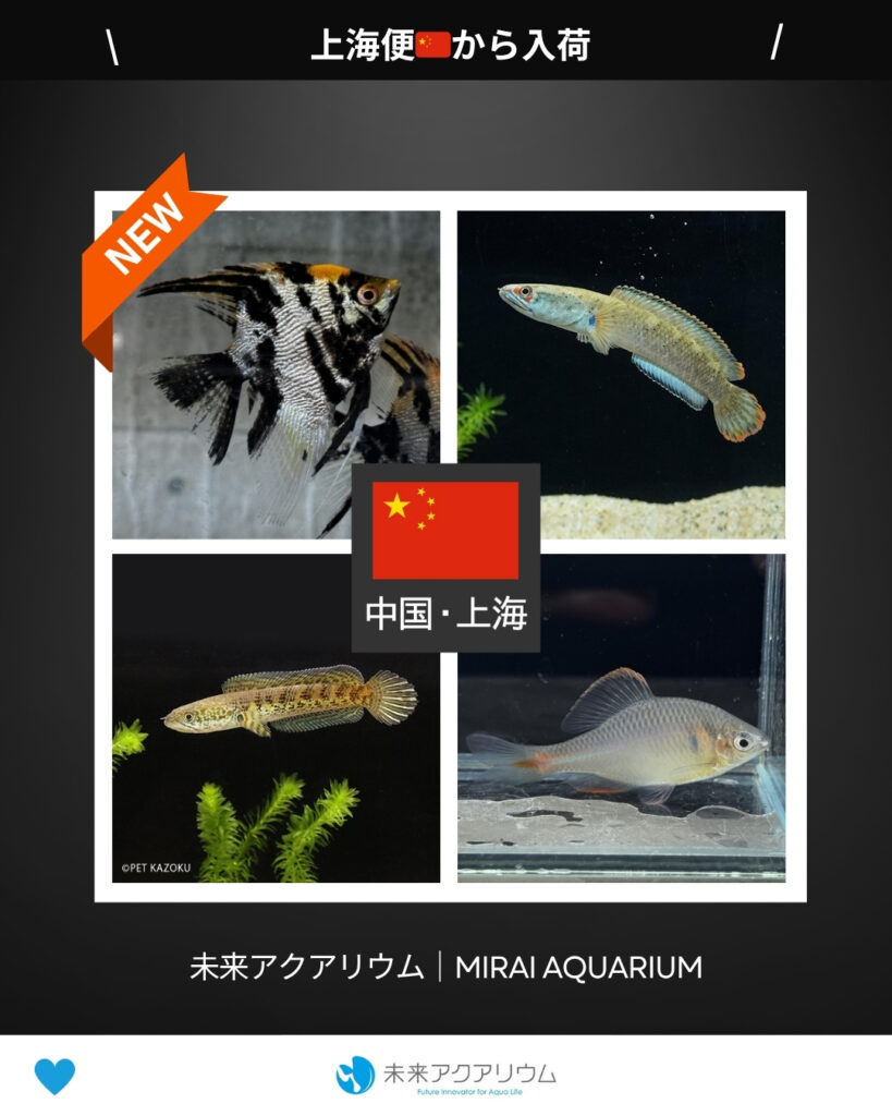 未来アクアリウム｜中国上海便から新入荷