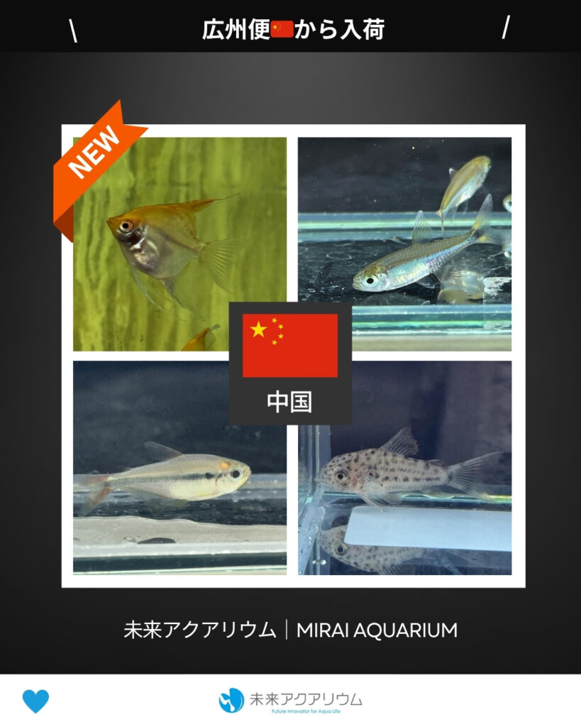 未来アクアリウム｜中国広州から新入荷