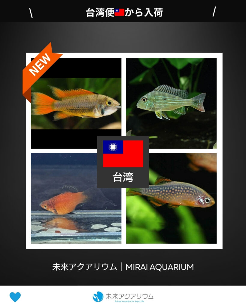 未来アクアリウム｜台湾便新入荷